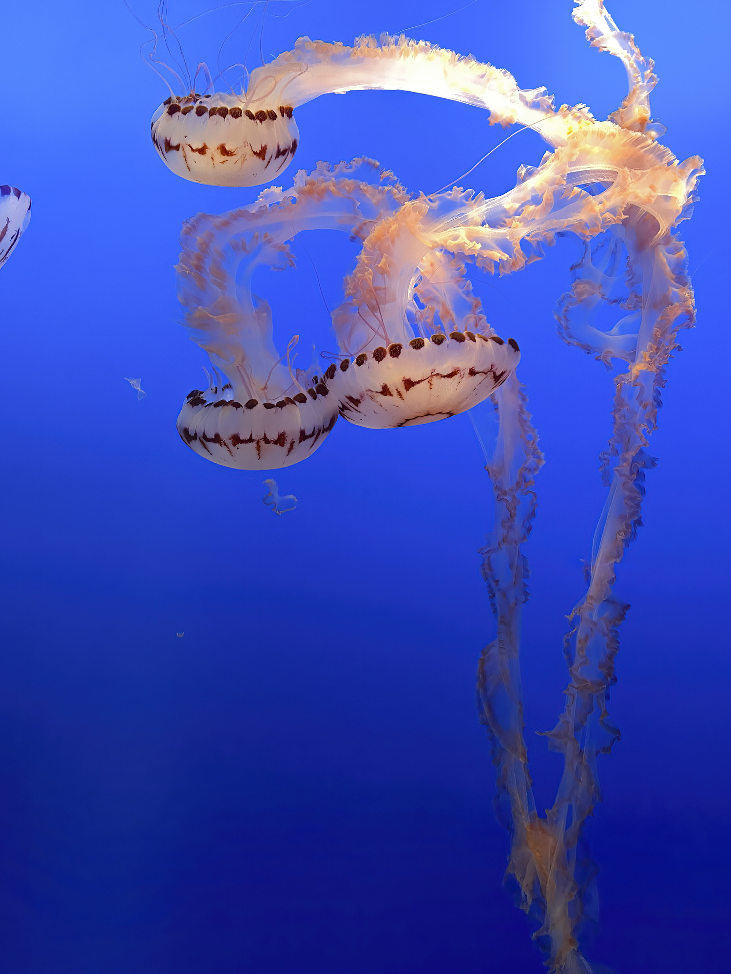 Purple-Striped Jellyfish floating against deep blue background in the Monterey Bay Aquarium.