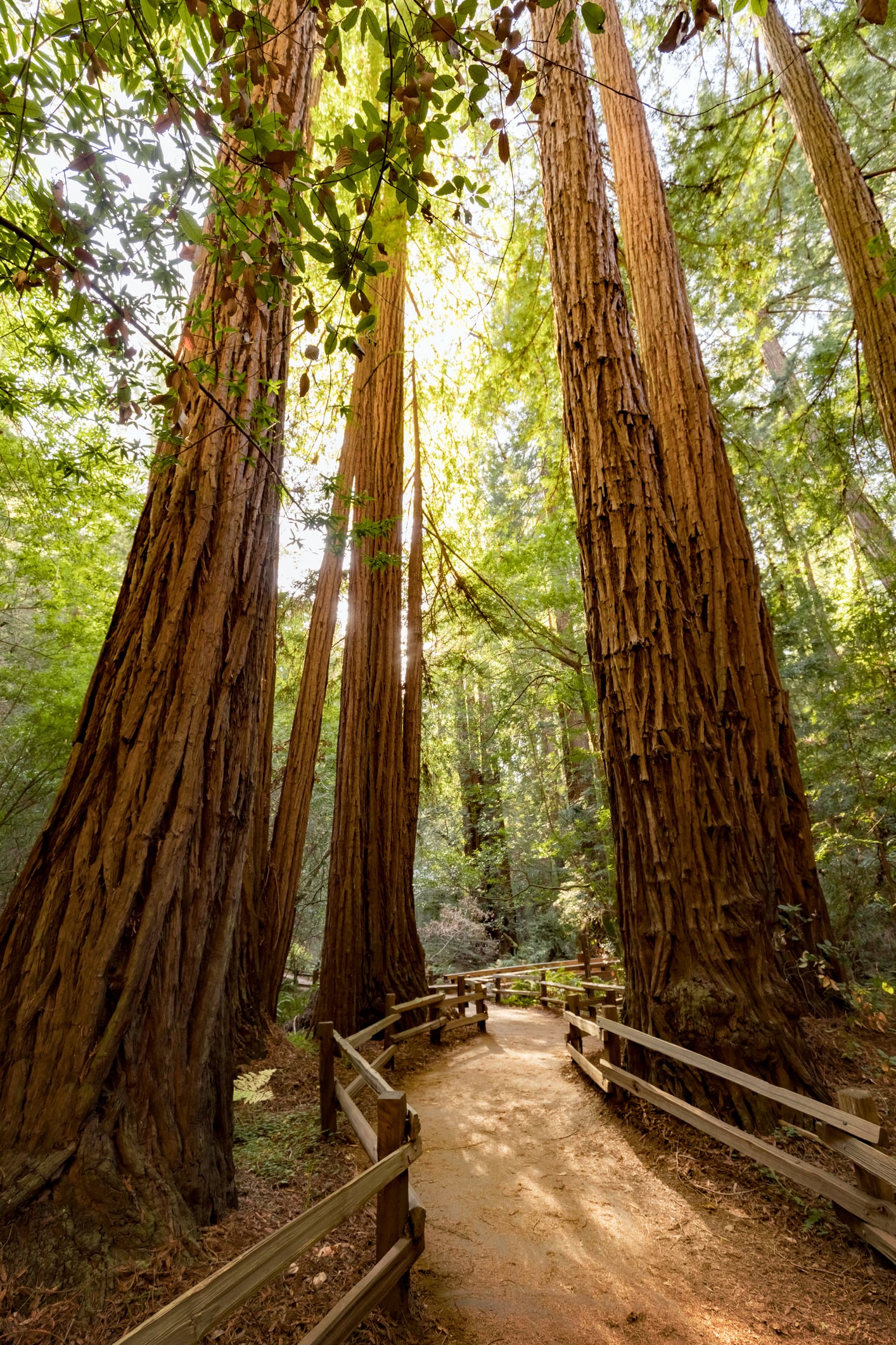 Hiking trail through redwoods in Muir Woods National Monument near San Francisco, California, USA.