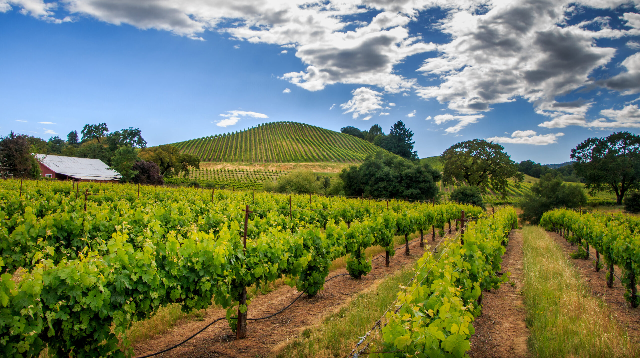 Spring time rows of vineyards in Sonoma Valley, CA with fluffy white clouds and blue skies.<br />
