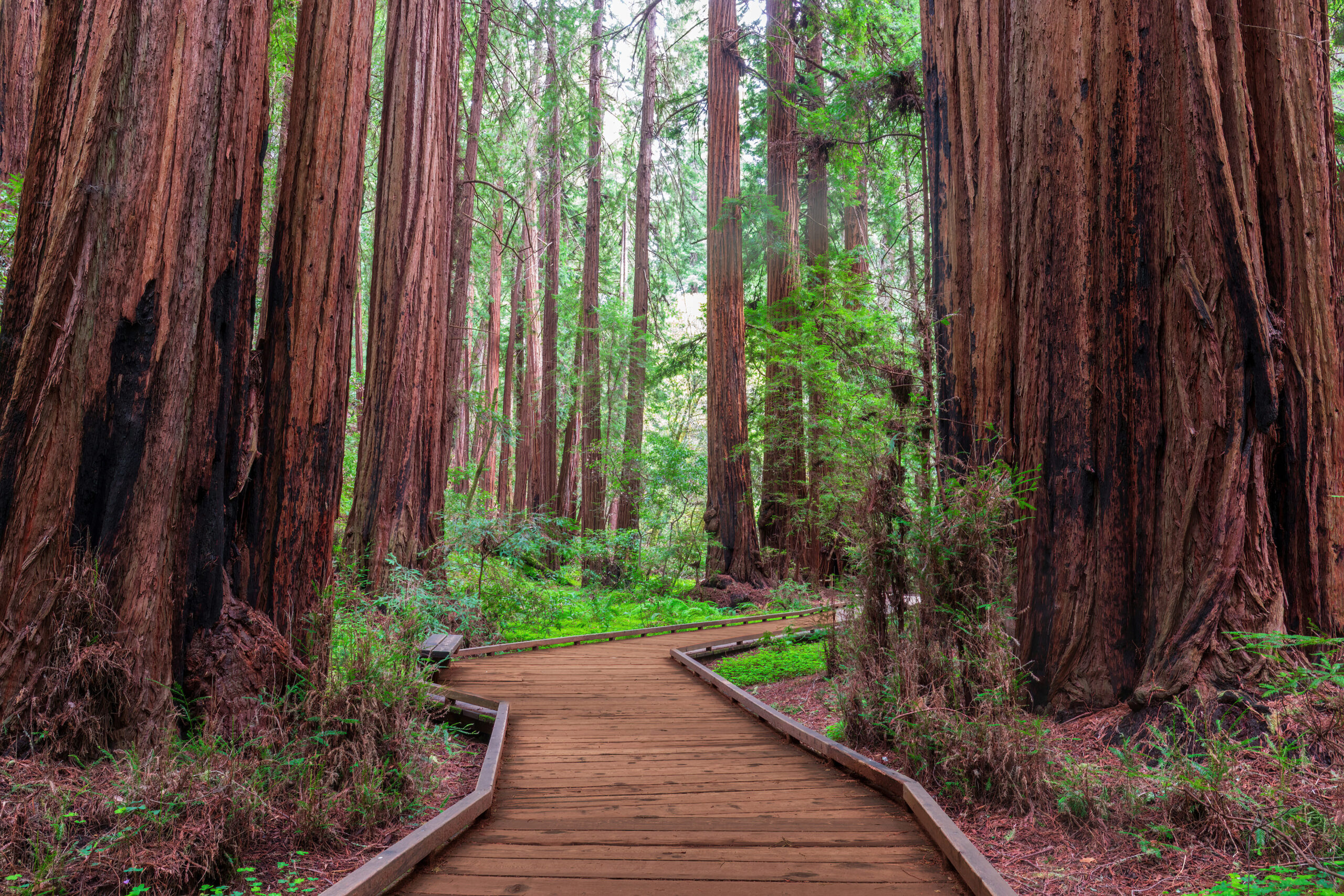 View of the Redwood Trees on the the Boardwalk Trail at the Muir Woods National Monument in Marin County, California.