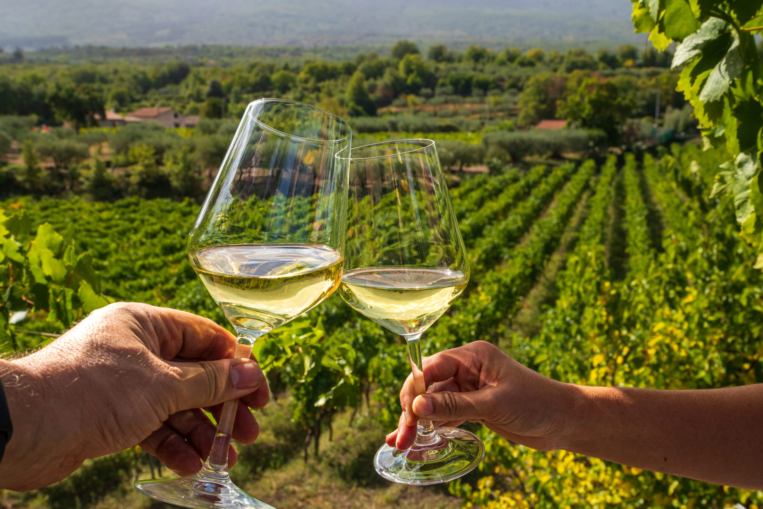 Two people clinking two glasses of white wine together with the vineyards in the background at the Thomas Fogarty Winery in Woodside, CA on a sunny day.