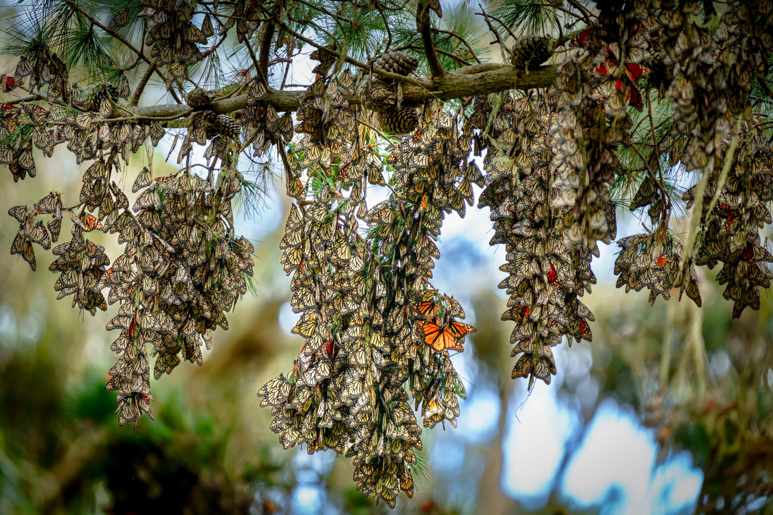 Horizontal close-up of thousands of monarch butterflies clustering on pine branches in the coastal town of Pacific Grove, California.